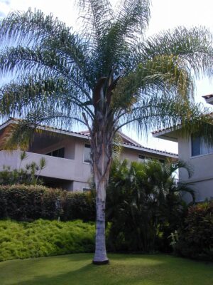 Palmera Coco Plumosa