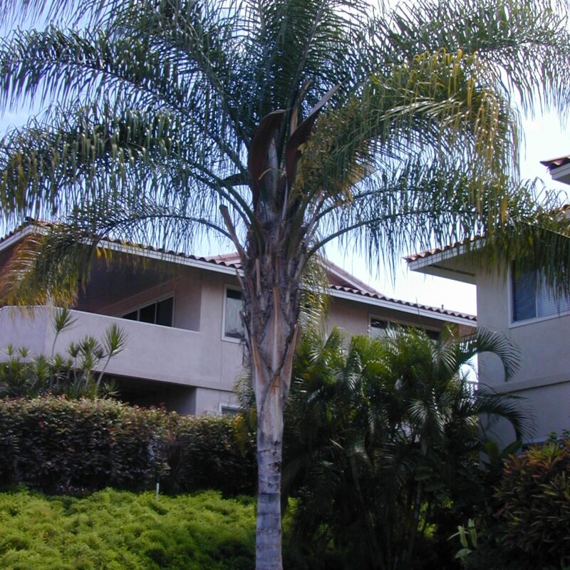 Palmera Coco Plumosa