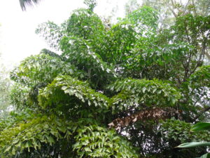 Palmera Cola de Pez