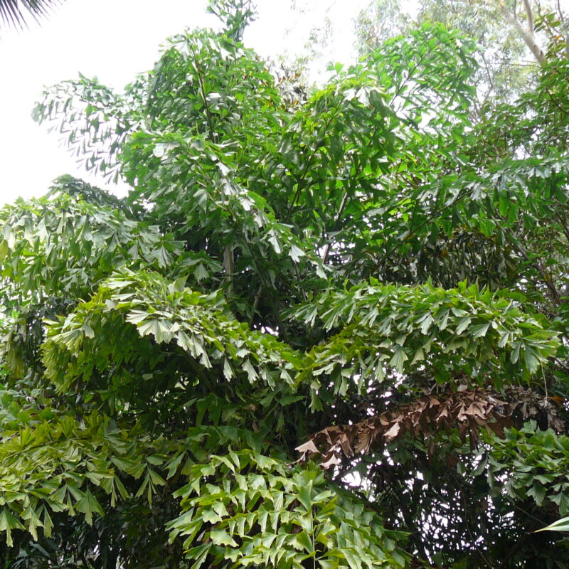 Palmera Cola de Pez