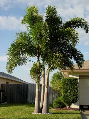 Palmera Cola del Zorro
