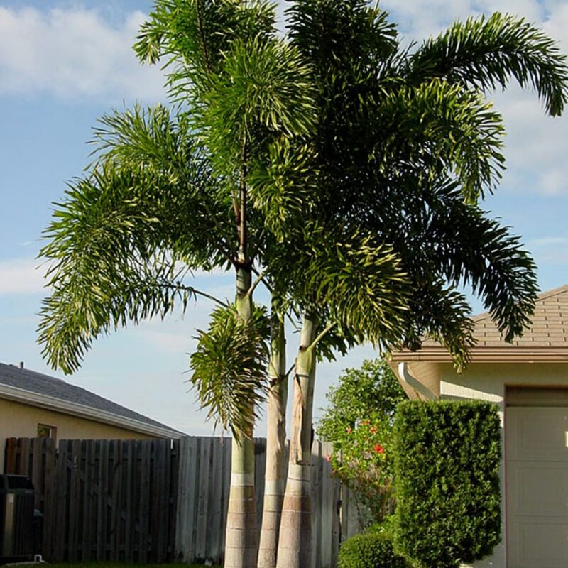 Palmera Cola del Zorro