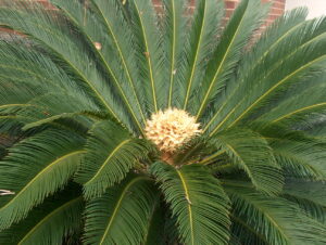 Palmera Cyca