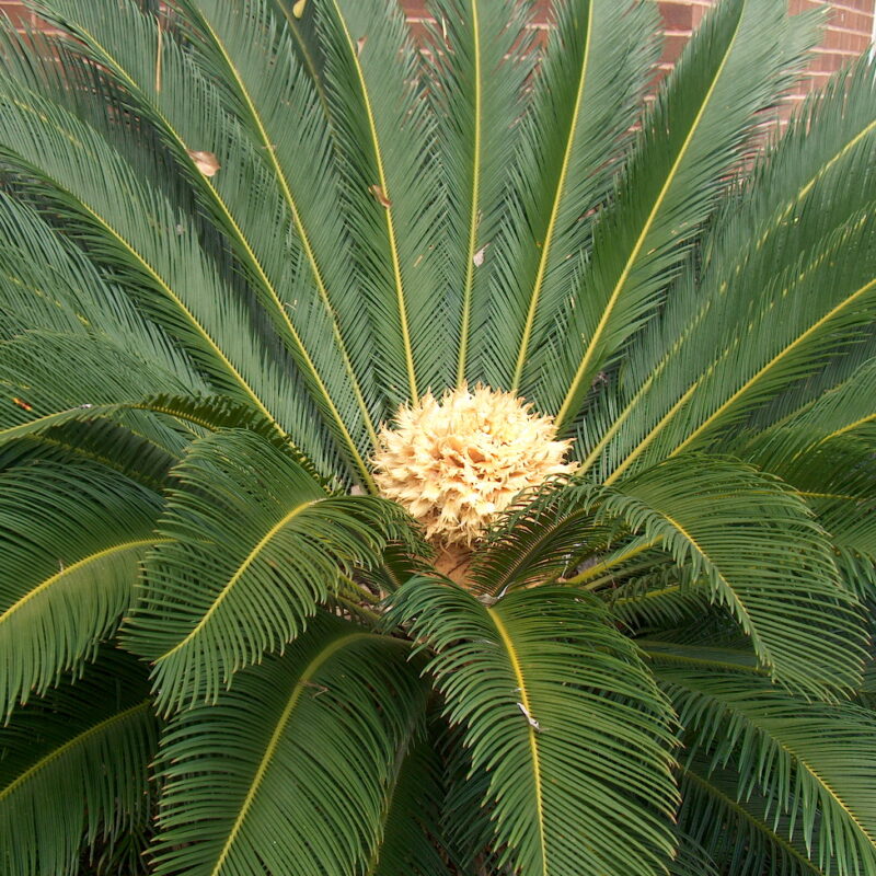 Palmera Cyca