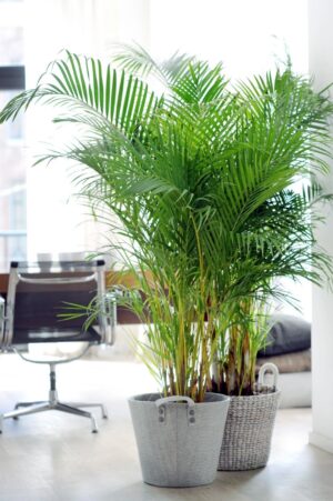 Palmera Multiple