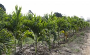 Palmera Navideña