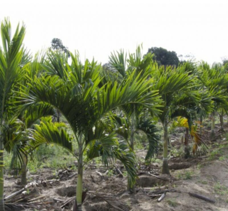 Palmera Navideña