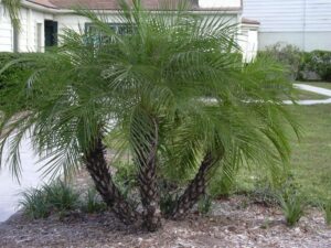 Palmera Phoenix