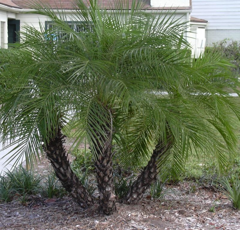 Palmera Phoenix