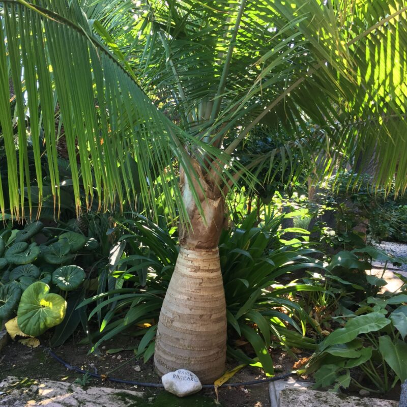 Palmera Rabanea