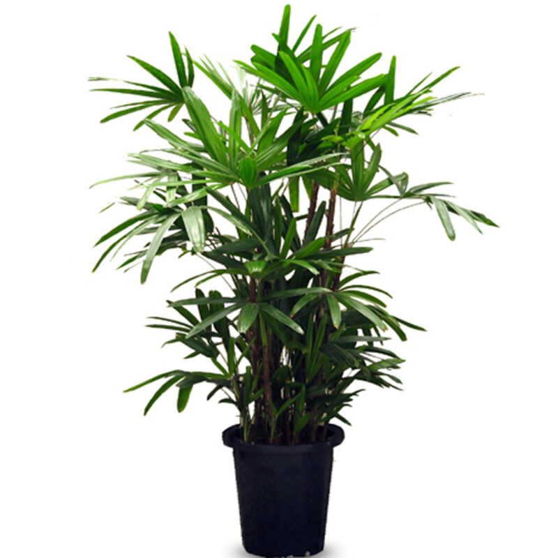 Palmera Raphis