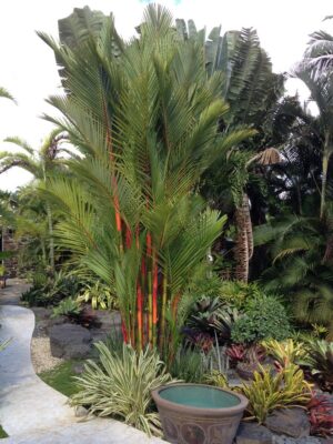 Palmera Tallo Rojo
