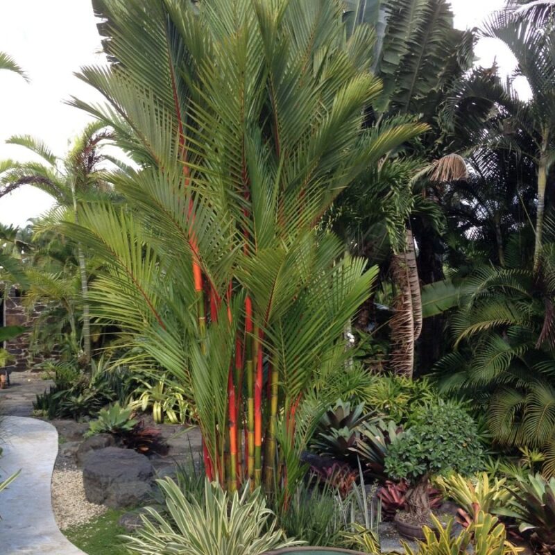 Palmera Tallo Rojo