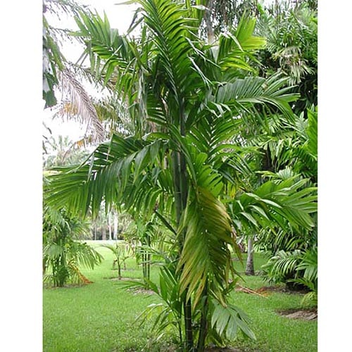 Palmera Trianda
