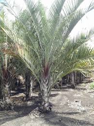 Palmera Triangular