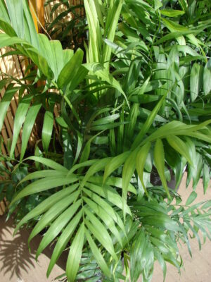 Palmeras