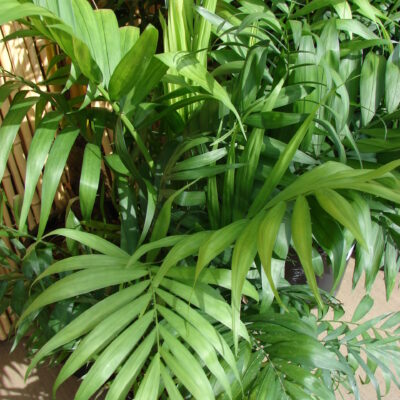 Palmeras