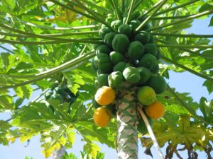 Papaya