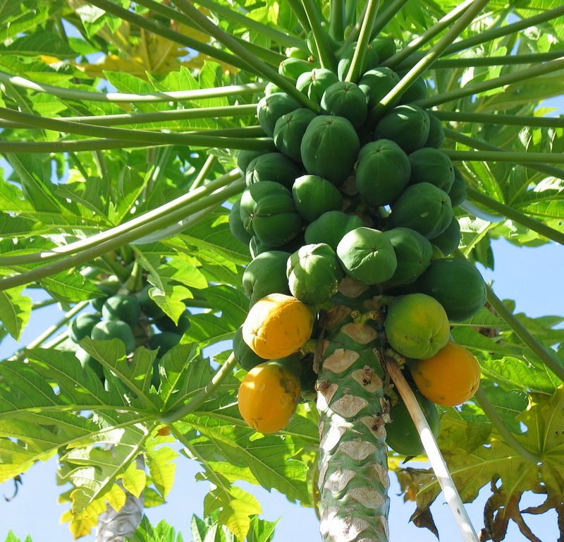 Papaya