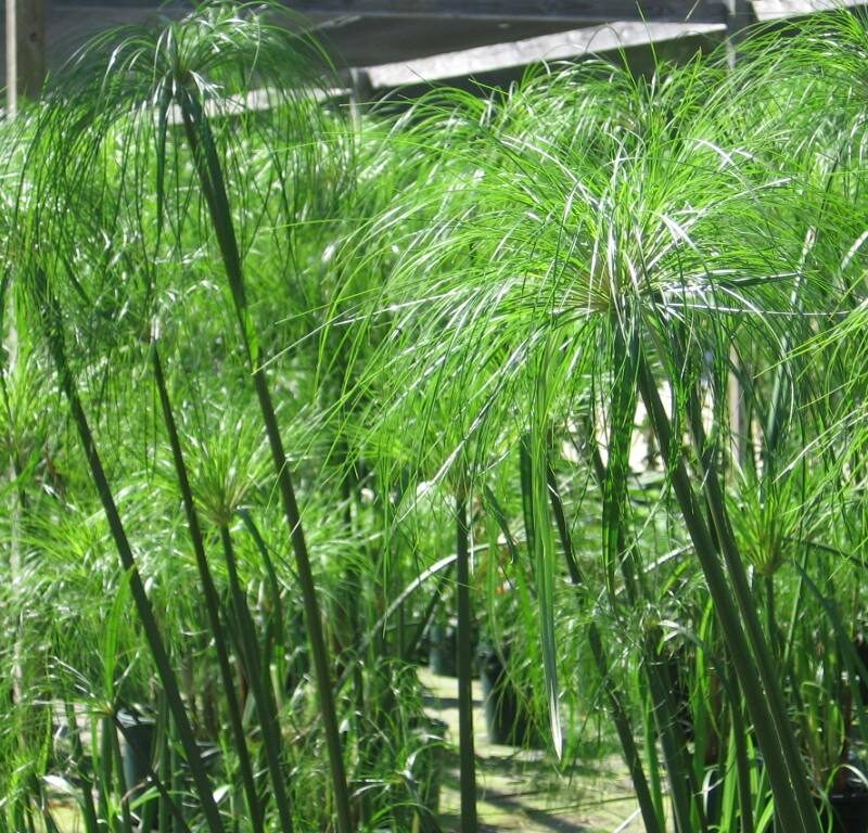 Papiro