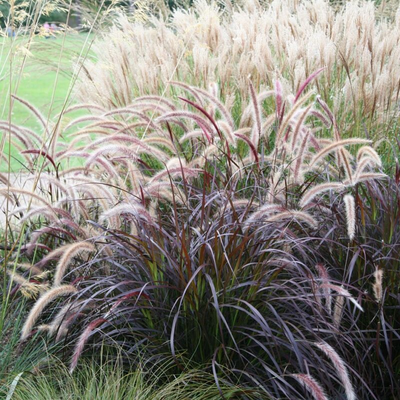 Pennisetum