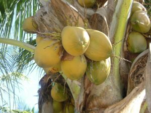 Pipa Enana