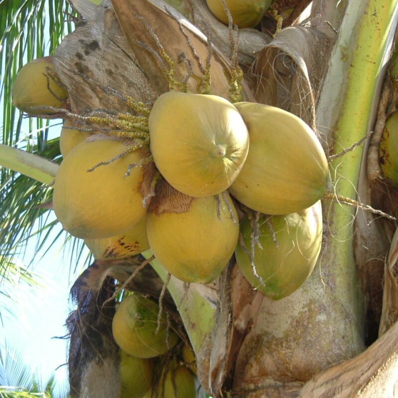Pipa Enana