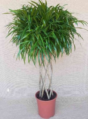 Plantas trenzadas