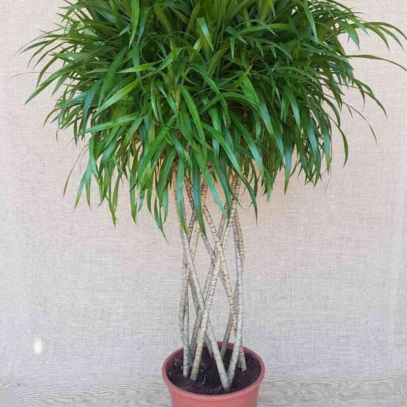 Plantas trenzadas