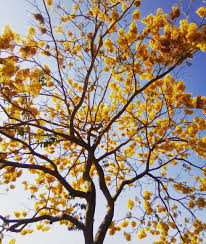 Roble Primavera