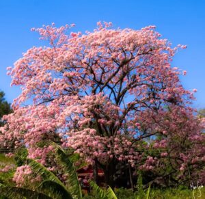 Roble Sabana
