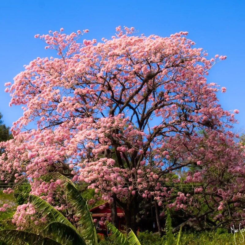 Roble Sabana