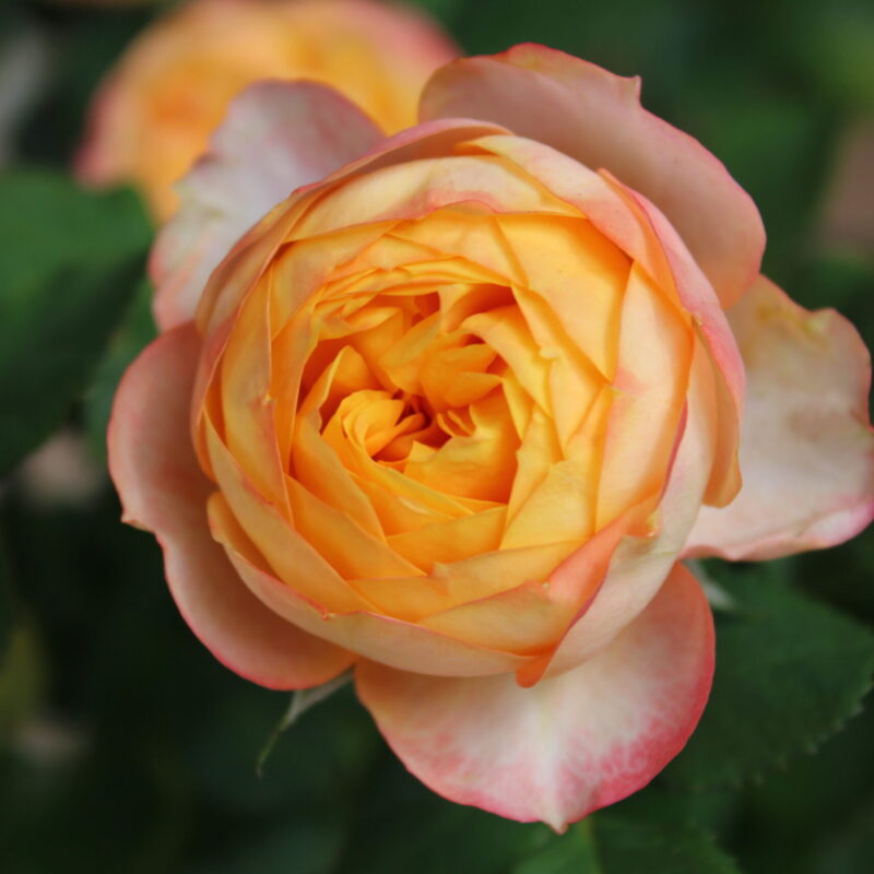 Rosas