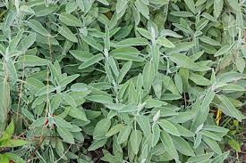 Salvia