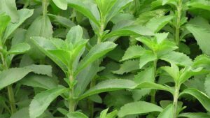 Stevia