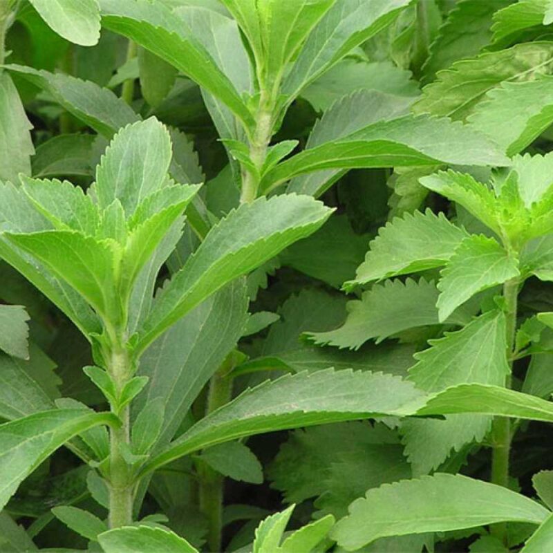 Stevia