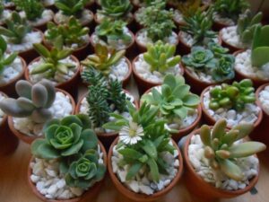 Suculentas