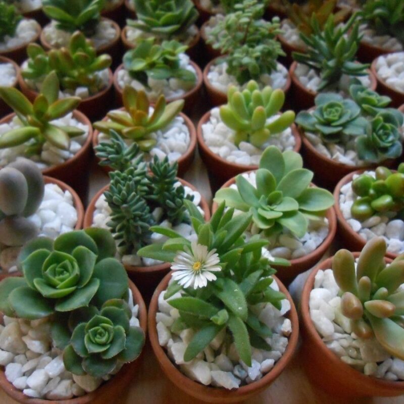 Suculentas