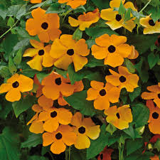 Thunbergia