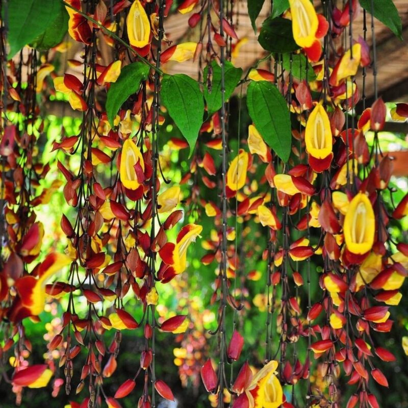 Trompeta Missouri
