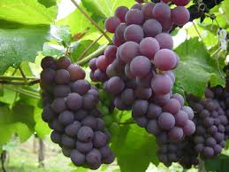 Uvas