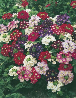 Verbena