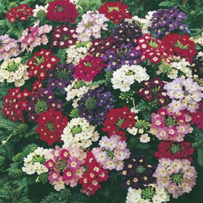 Verbena