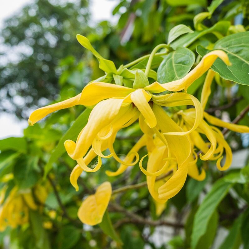 Ylang Ylang