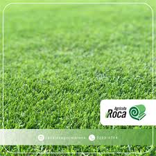 Zacate Zoysia