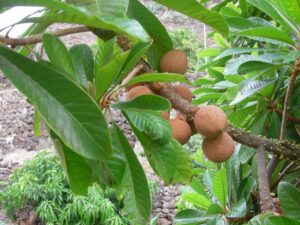 Zapote Injertado
