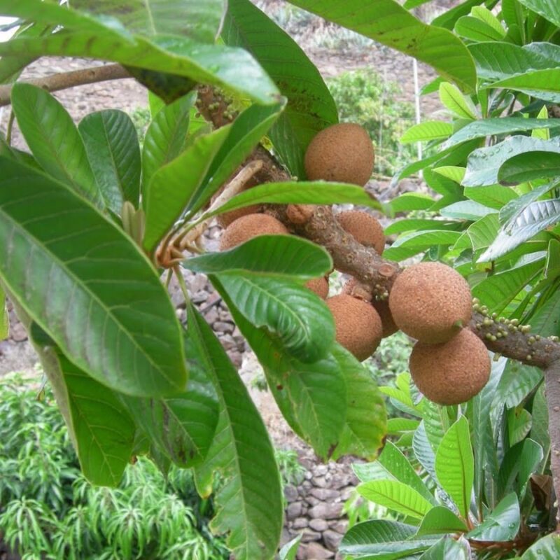 Zapote Injertado