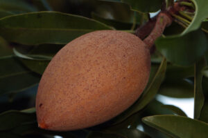 Zapote Por Semilla