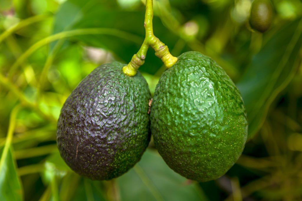 Qué es un vivero aguacate