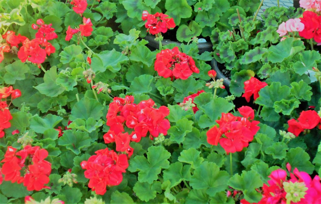los geranios vivero magia verde